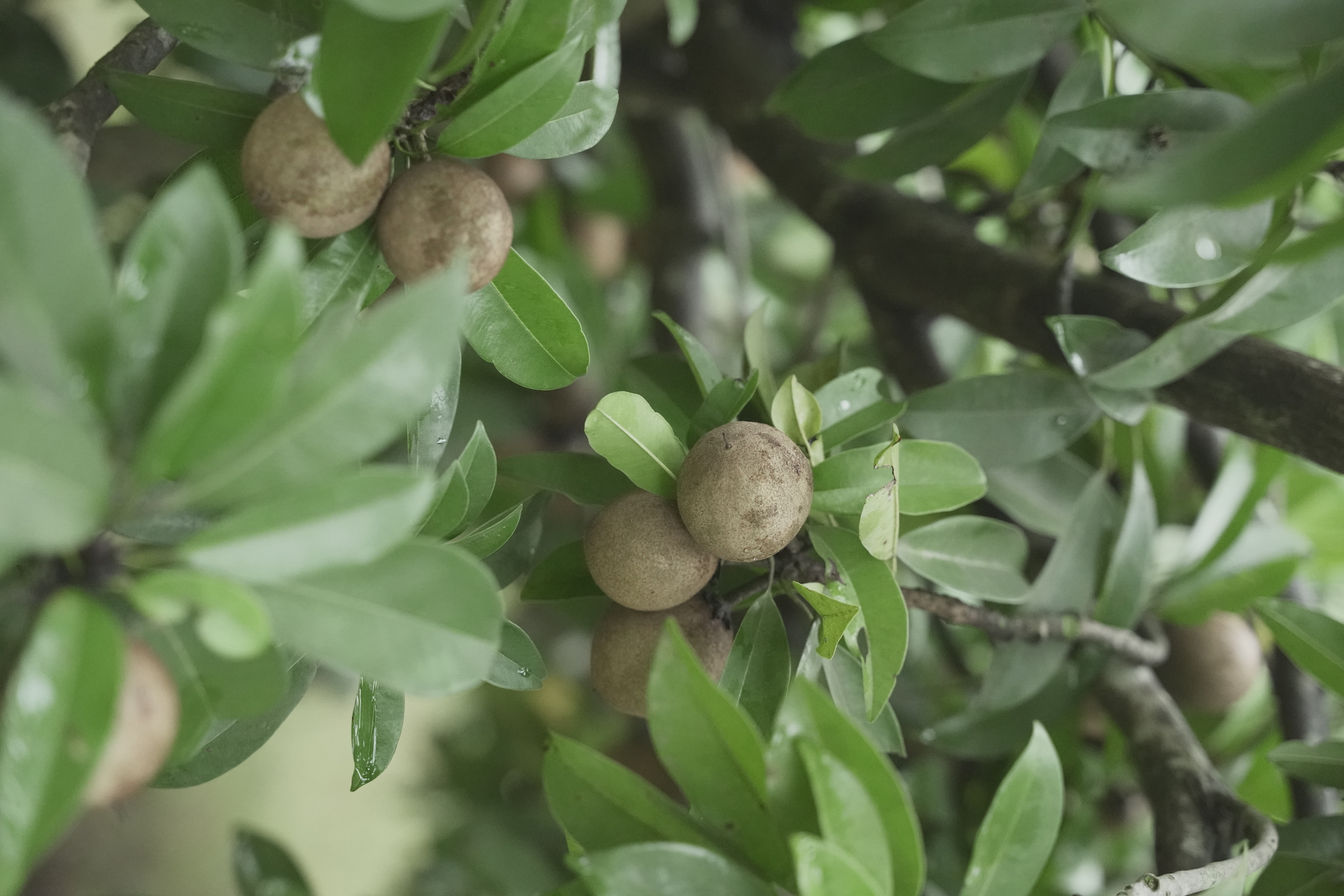 Farm-fresh sapota from the garden